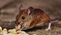 24 Hour & Emergency Exterminators in Eshcol, PA